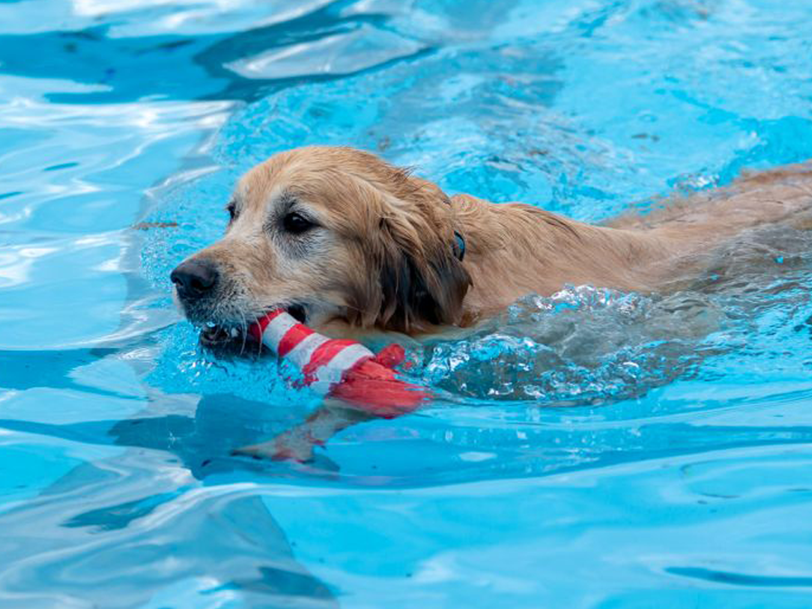 Hundebadetag 2025-1