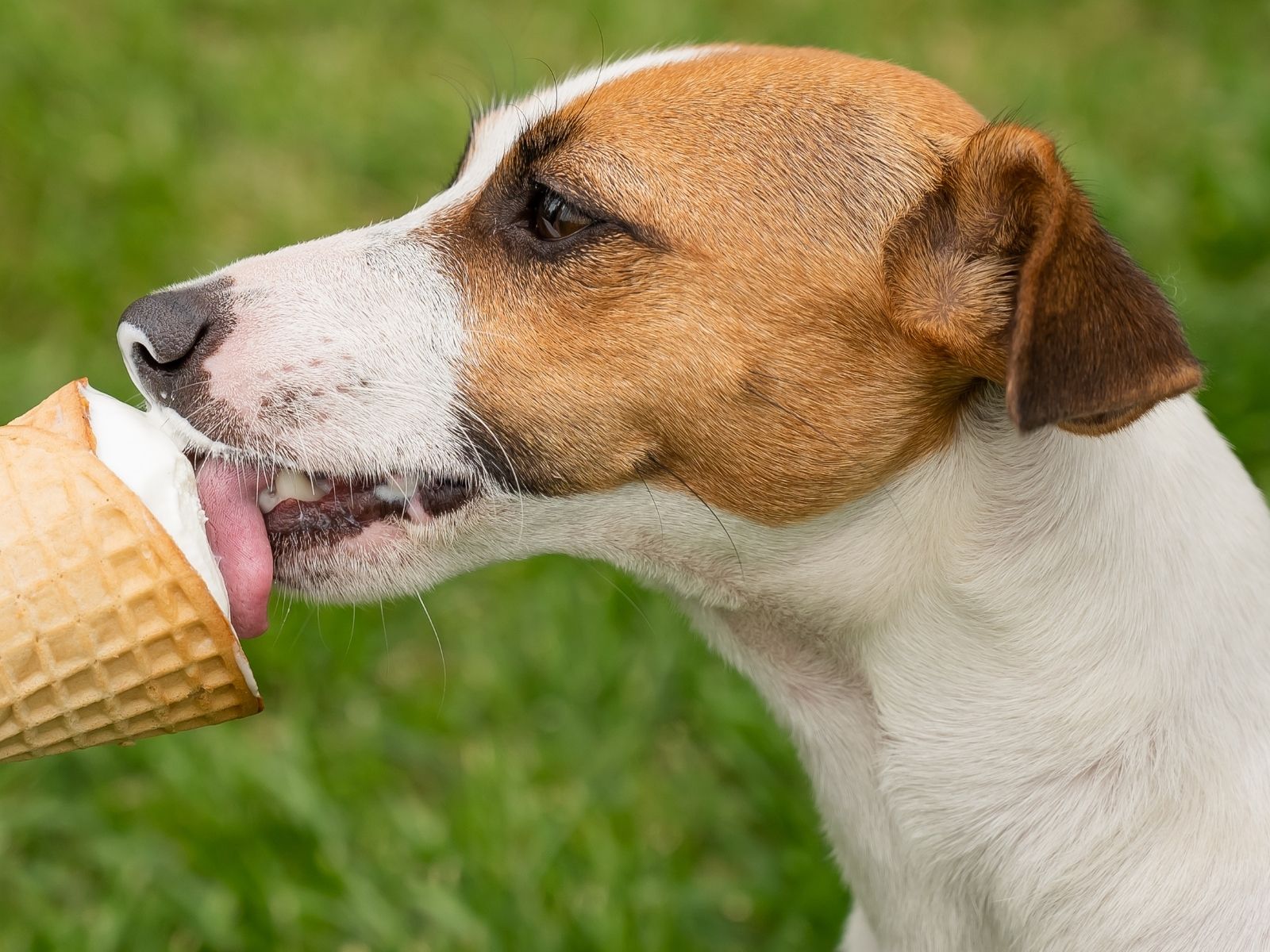 Hundebadetag 2026 Eis_